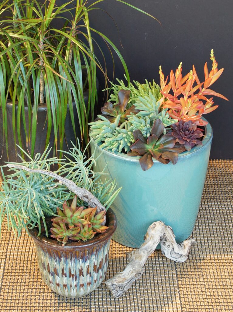 Colorful succulents in glazed pots