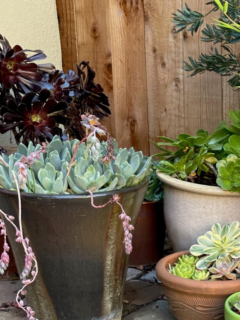 Various succulents in glazed pots