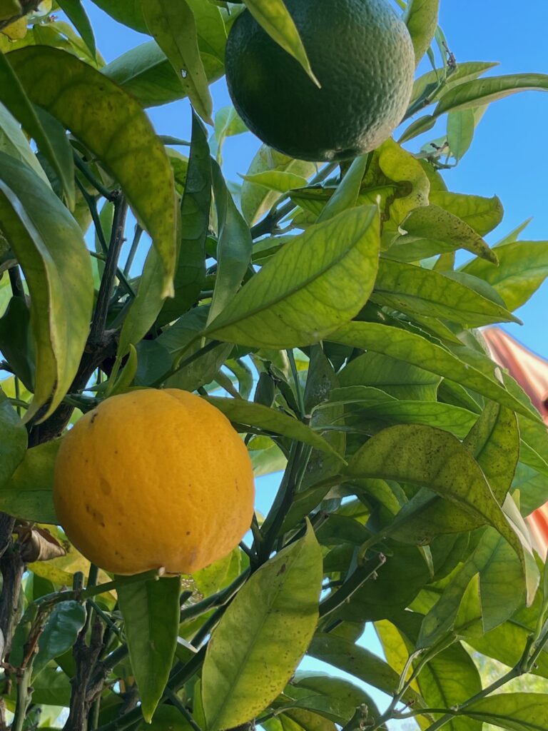 Meyer lemon fruit