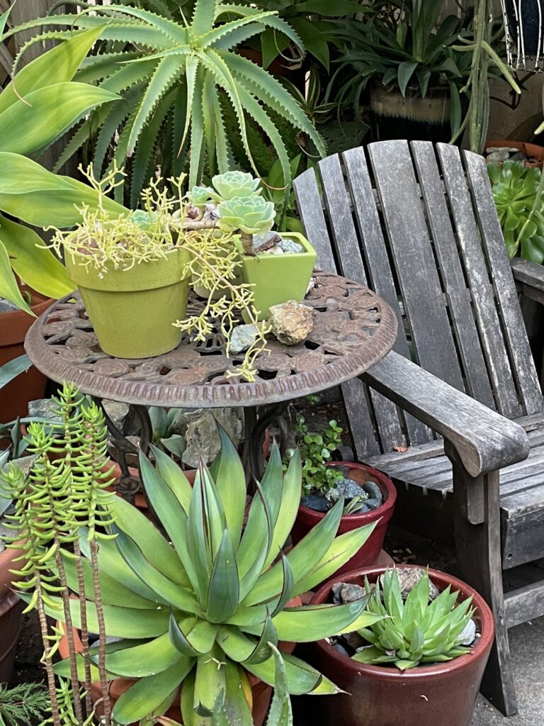 Adirondack chair with succulent arrangements on small table