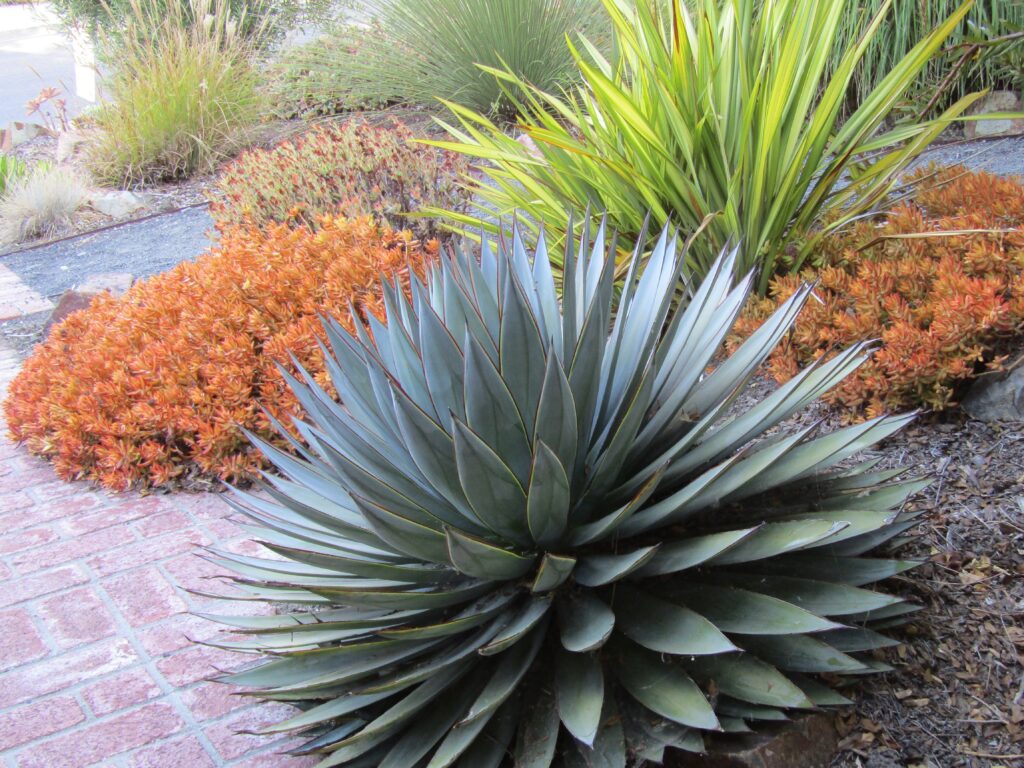 Large agave