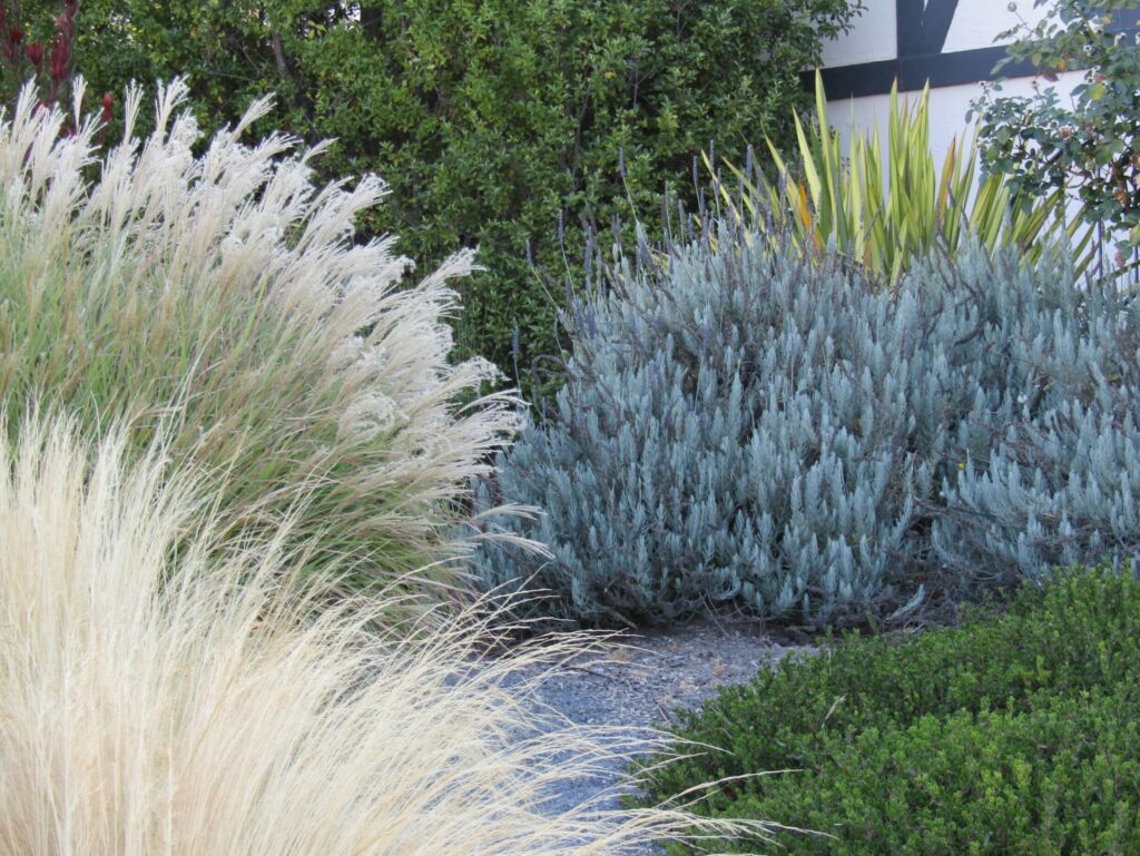 Ornamental grass and lavender
